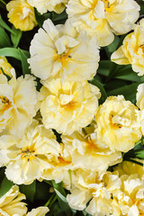 Obraz na płótnie Canvas tulips in spring field