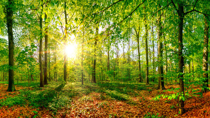 Beautiful forest in spring with bright sun shining through the trees