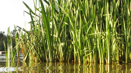 grass on a green background