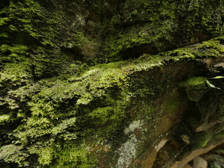 Moss on Rock