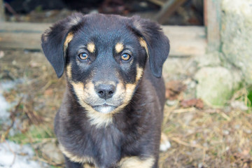 Lovely little puppy yard with beautiful eyes