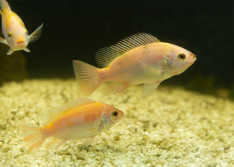 Aquaponic anlage mit Tilpia Fischen, Zucht und Mast, Barsch