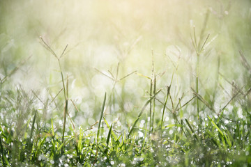 Green grass with dew background with sunlight