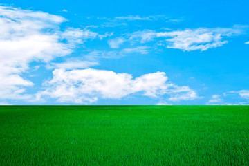 Fototapeta na wymiar white cloud on blue sky and green field background Nature Landscape.in thailand summer.parks/outdoor.