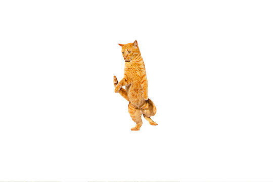 Dancing ginger cat isolated on a white background.