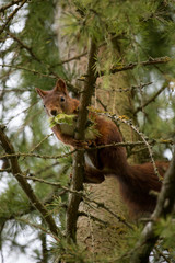 Sqirrel with acorn