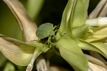 cimice verde