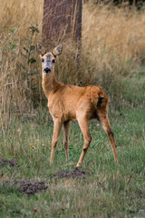 Deer