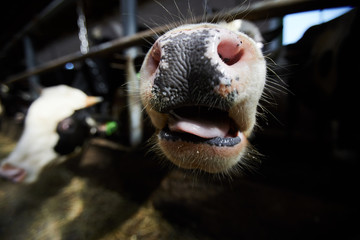 Close up of cow snout  in stables of dairy and milk farm, copy space