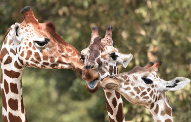 Obraz premium Żyrafa siatkowa (Giraffa camelopardalis reticulata)