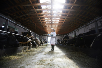 Wide angle portrait of young female veterinarian examining cows while working in cowshed of modern dairy farm, copy space - obrazy, fototapety, plakaty