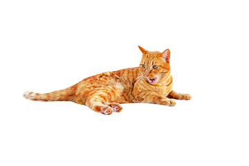 Naklejka premium Ginger cat lies and yawns isolated on a white background.