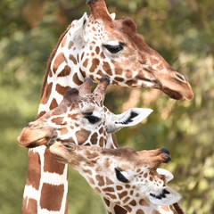 Reticulated giraffe (Giraffa camelopardalis reticulata)