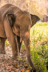 Fototapeta na wymiar Santuario Elefante para la conservación de la especie al norte de Tailandia, Chiang Mai.