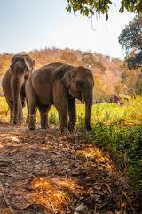 Fototapeta na wymiar Santuario Elefante para la conservación de la especie al norte de Tailandia, Chiang Mai.
