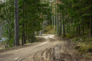 Fototapeta premium View of the Forest Road, heading deaper in the Woods