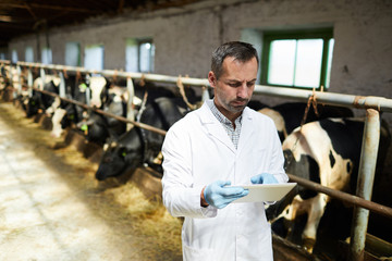 Waist up portrait of mature veterinarian or farm worker using digital tablet while working with...