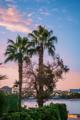 Fototapeta premium Postcard Palms