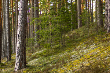 Sunny Spring Day in the Forest