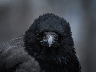  Portrait of a crow
