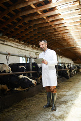 Full length portrait of mature farm worker wearing lab coat using digital tablet standing in cowshed of dairy factory, copy space