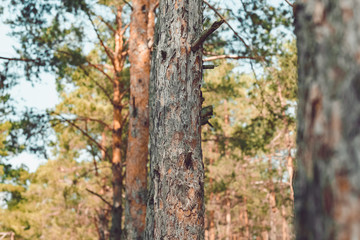 close up view of pine trees in forest on summer day