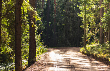 View of the Forest Road, heading deaper in the Woods - Moody Photo with Copy Space