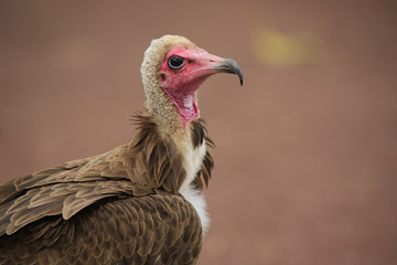 Kappengeier (Necrosyrtes monachus)