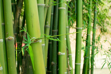 Fototapeta na wymiar Green bamboo and blurred background