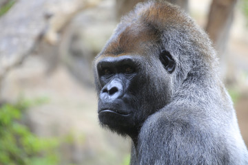 Gorillas (Gorilla) Portrait