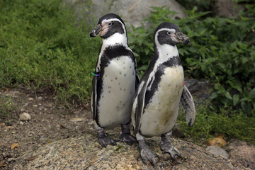 Naklejka premium Humboldt-Pinguin (Spheniscus humboldti), 
