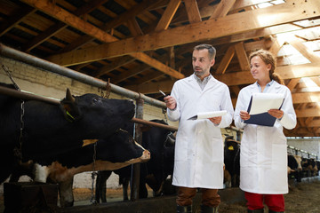 Portrait of two modern farm workers wearing lab coats walking by row of cows in shed inspecting...