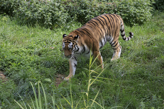 Sibirische Tiger (Panthera tigris altaica)