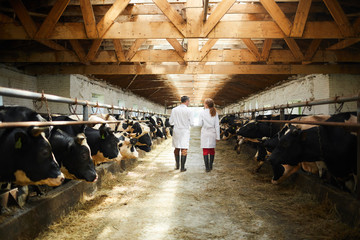 Back view portrait of two modern farm workers wearing lab coats walking by row of cows in shed...