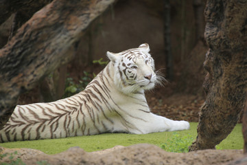 Weißer Tiger (Panthera tigris tigris) liegend