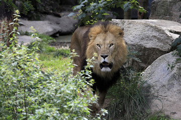 Fototapeta na wymiar Löwe (Panthera leo) Männchen