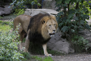 Löwe (Panthera leo) Männchen