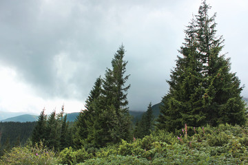 Forest in the mountains. Beautiful sky