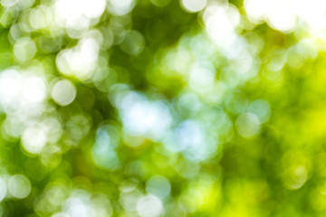 Fototapeta premium Natural green bokeh abstract background