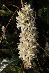 Coffee flower blossoming in coffee tree