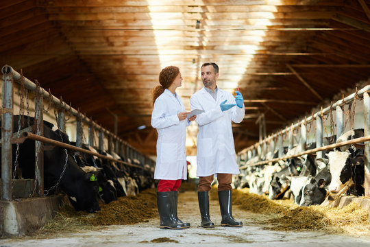Full length  portrait of two veterinarians wearing lab coats working at farm giving vaccine shots to cows, copy space