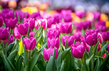 Naklejka premium Close up of pink tulips in the garden Keyword here