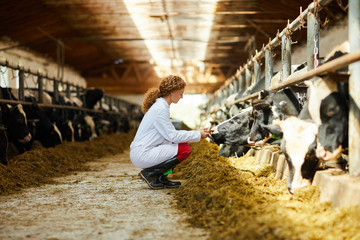 Side view portrait of cute female veterinarian caring for cows sitting down in sunlit barn, copy space - obrazy, fototapety, plakaty