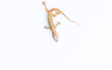 Lizard on white background with copy space