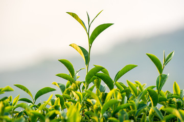 Green tea and fresh leaves. Tea plantations 