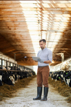 Full length portrait of handsome farm owner using digital tablet standing in barn with cows lit by sunlight