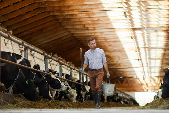 Full length portrait of modern farm worker  holding buckets walking towards camera in sunlit cow shed, copy space