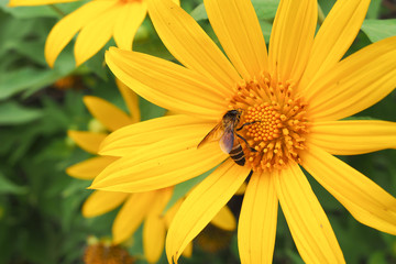 Yellow sunflower with bee in flower garden.