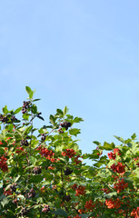 Fototapeta na wymiar Bushes of viburnum and chokeberry on a blue sky background. Background. Green branches with red and black berries. A vertical image.