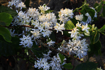 Coffee flower blossoming in coffee tree